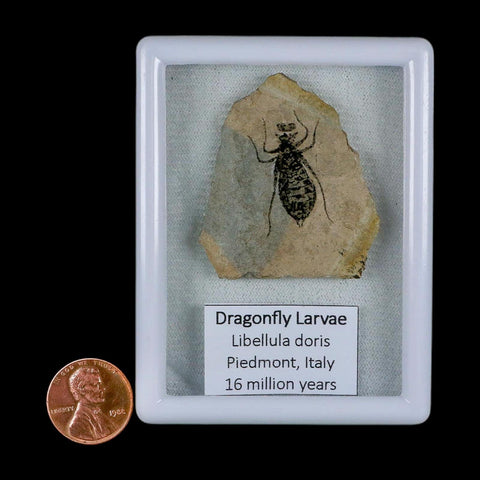 1" Dragonfly Larvae Fossil Libellula Doris Plate Upper Miocene Piedmont Italy Display - Fossil Age Minerals