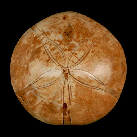 64MM Pygurus Marmonti Sea Urchin Fossil Sand Dollar Jurassic Age Madagascar - Fossil Age Minerals