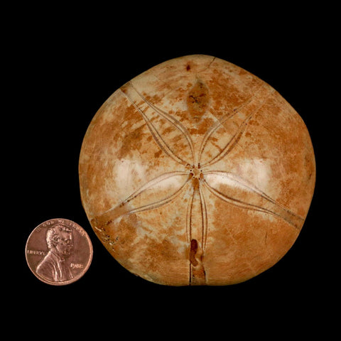 64MM Pygurus Marmonti Sea Urchin Fossil Sand Dollar Jurassic Age Madagascar - Fossil Age Minerals