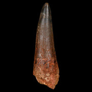 XL 3.5" Spinosaurus Fossil Tooth 100 Million Years Old Cretaceous Dinosaur COA