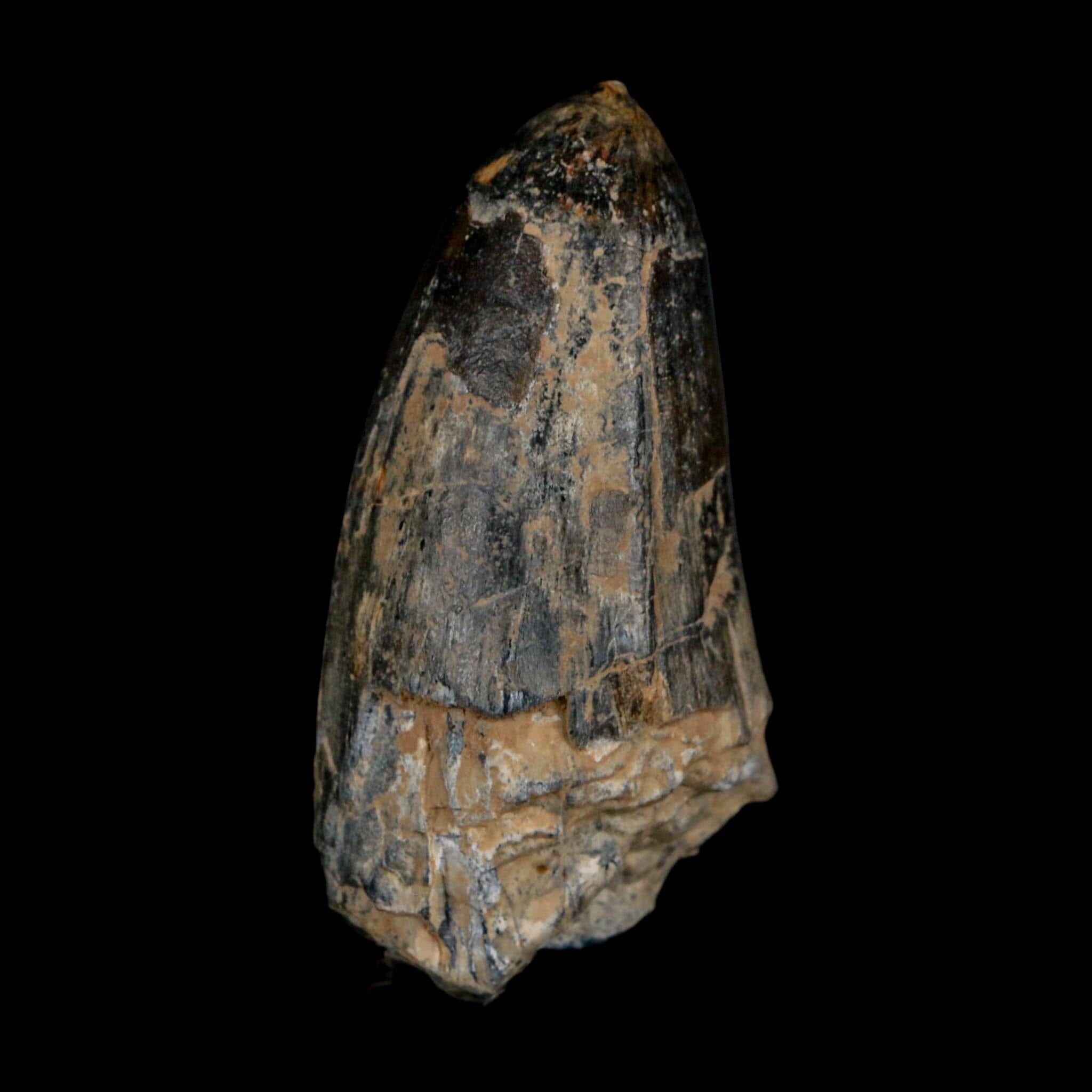2.2" Sarcosuchus Imperator Crocodile Fossil Tooth Elrhaz FM Cretaceous Niger COA - Fossil Age Minerals