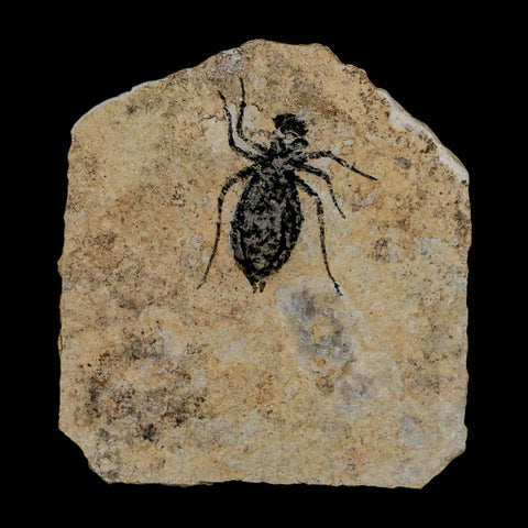 0.7" Dragonfly Larvae Fossil Libellula Doris Plate Upper Miocene Piedmont Italy Display - Fossil Age Minerals