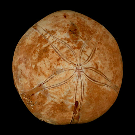 64MM Pygurus Marmonti Sea Urchin Fossil Sand Dollar Jurassic Age Madagascar