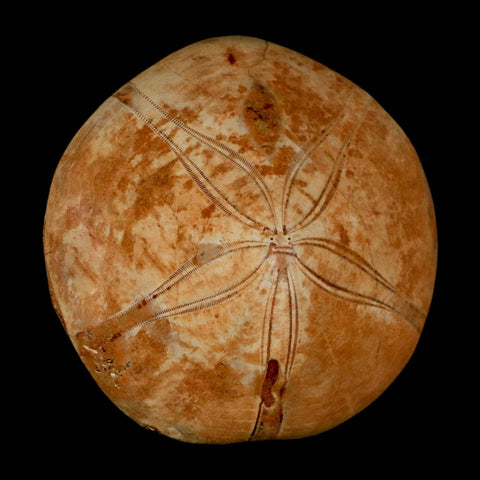 64MM Pygurus Marmonti Sea Urchin Fossil Sand Dollar Jurassic Age Madagascar - Fossil Age Minerals
