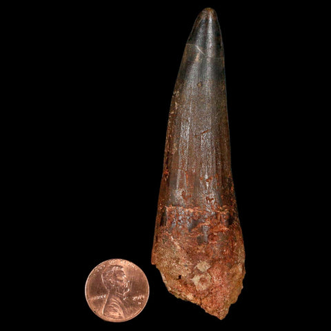 XL 3.5" Spinosaurus Fossil Tooth 100 Million Years Old Cretaceous Dinosaur COA - Fossil Age Minerals