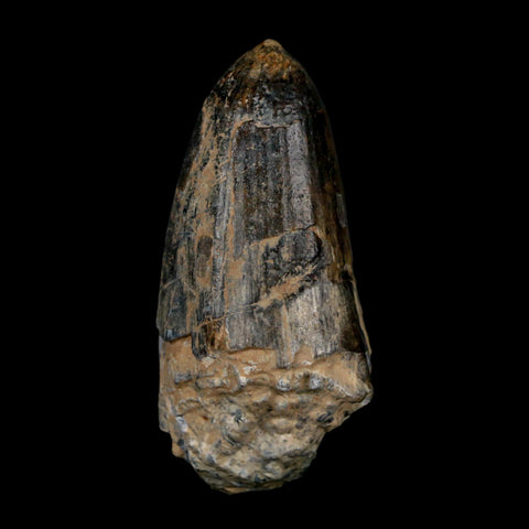 2.2" Sarcosuchus Imperator Crocodile Fossil Tooth Elrhaz FM Cretaceous Niger COA