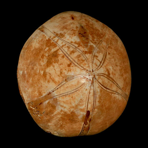 64MM Pygurus Marmonti Sea Urchin Fossil Sand Dollar Jurassic Age Madagascar - Fossil Age Minerals