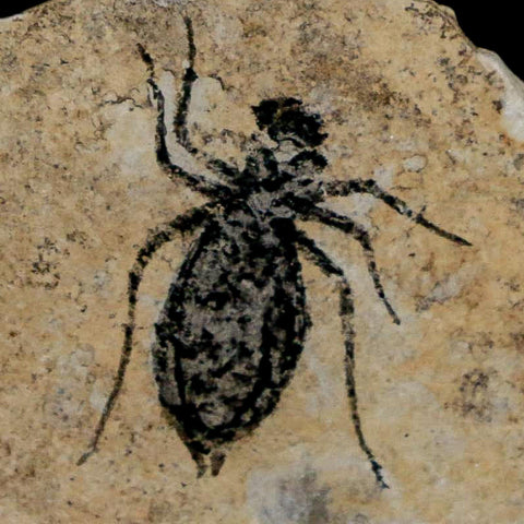 0.7" Dragonfly Larvae Fossil Libellula Doris Plate Upper Miocene Piedmont Italy Display - Fossil Age Minerals