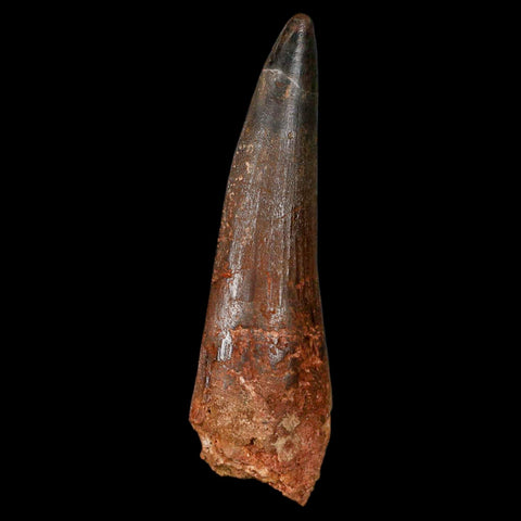 XL 3.5" Spinosaurus Fossil Tooth 100 Million Years Old Cretaceous Dinosaur COA - Fossil Age Minerals