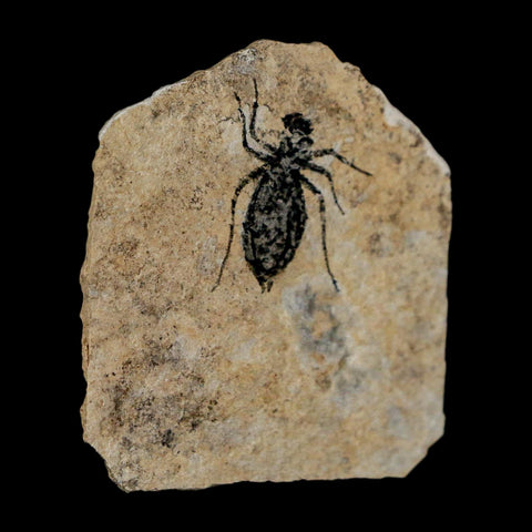 0.7" Dragonfly Larvae Fossil Libellula Doris Plate Upper Miocene Piedmont Italy Display - Fossil Age Minerals