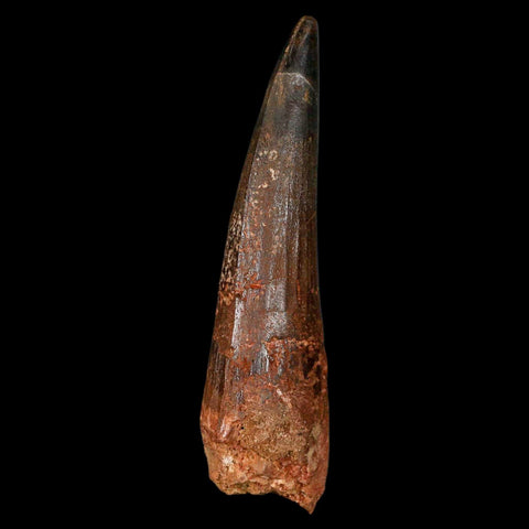 XL 3.5" Spinosaurus Fossil Tooth 100 Million Years Old Cretaceous Dinosaur COA - Fossil Age Minerals