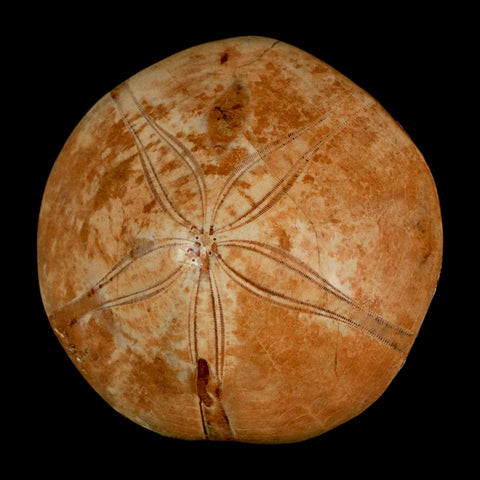 64MM Pygurus Marmonti Sea Urchin Fossil Sand Dollar Jurassic Age Madagascar - Fossil Age Minerals