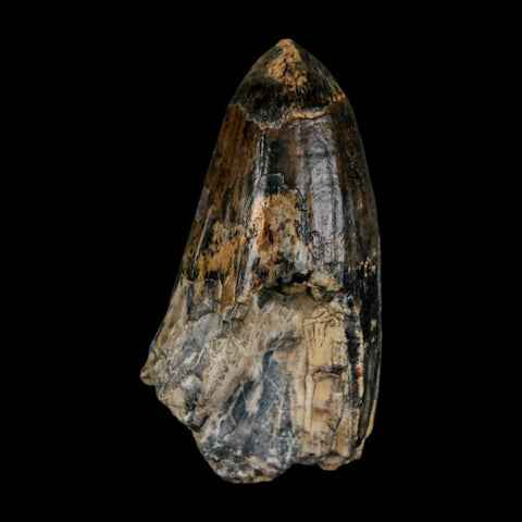 2.2" Sarcosuchus Imperator Crocodile Fossil Tooth Elrhaz FM Cretaceous Niger COA