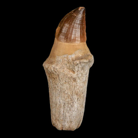 XL 4.8" Mosasaur Prognathodon Fossil Tooth Rooted Cretaceous Dinosaur Era COA