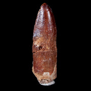 1.2" Rebbachisaurus Sauropod Fossil Tooth Early Cretaceous Dinosaur COA, Display