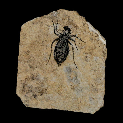 0.7" Dragonfly Larvae Fossil Libellula Doris Plate Upper Miocene Piedmont Italy Display - Fossil Age Minerals
