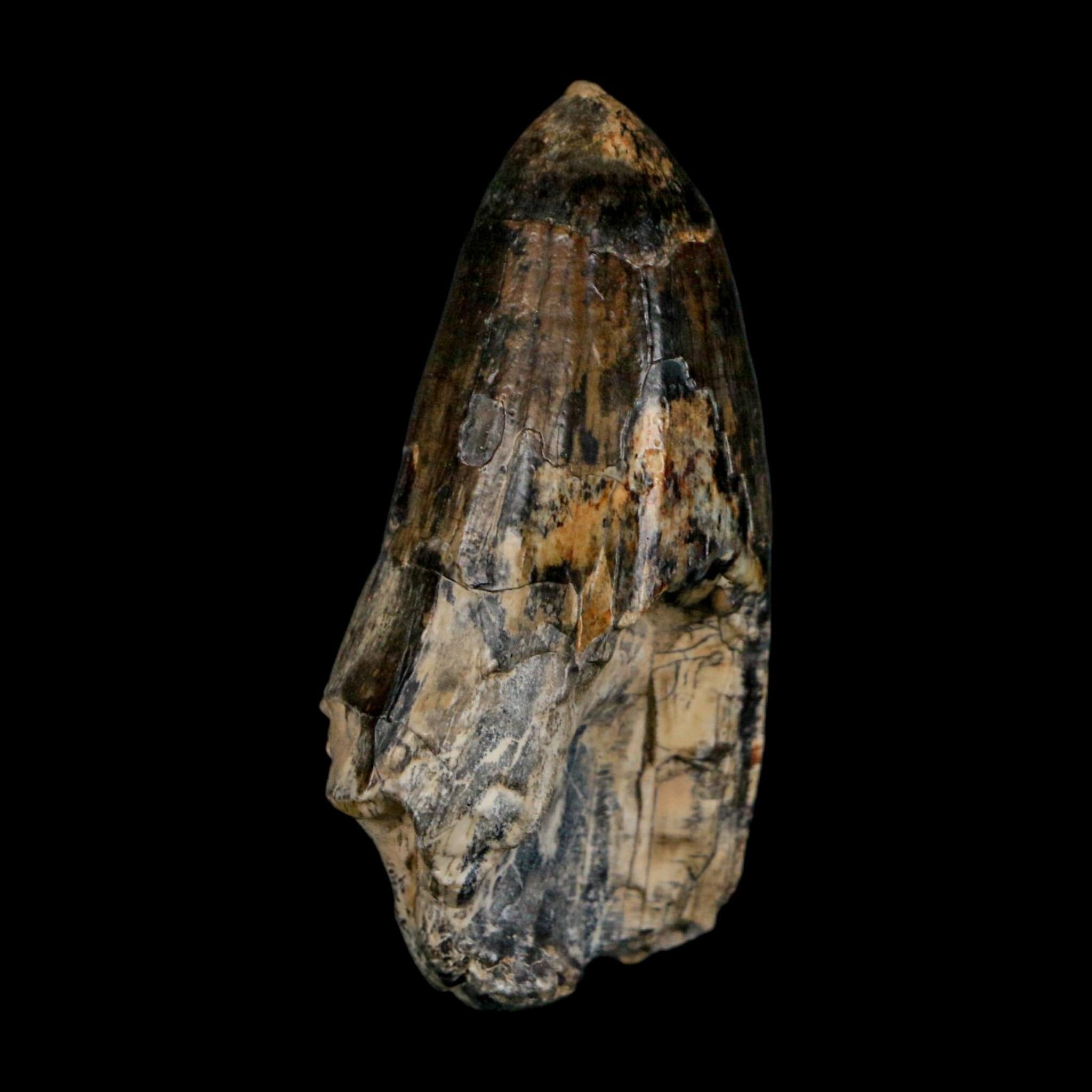 2.2" Sarcosuchus Imperator Crocodile Fossil Tooth Elrhaz FM Cretaceous Niger COA - Fossil Age Minerals