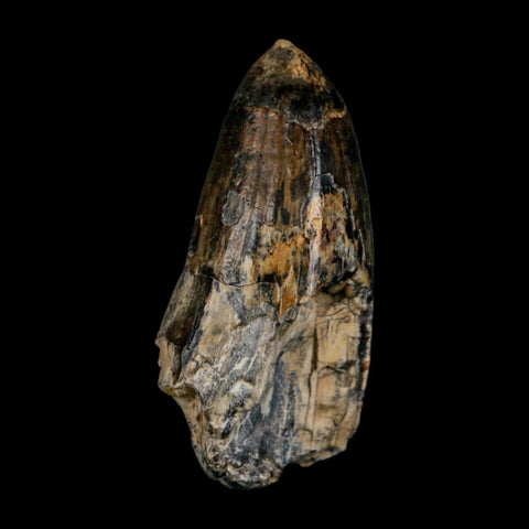 2.2" Sarcosuchus Imperator Crocodile Fossil Tooth Elrhaz FM Cretaceous Niger COA