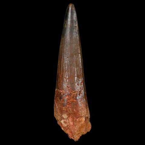 XL 3.5" Spinosaurus Fossil Tooth 100 Million Years Old Cretaceous Dinosaur COA - Fossil Age Minerals