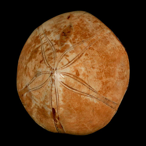 64MM Pygurus Marmonti Sea Urchin Fossil Sand Dollar Jurassic Age Madagascar - Fossil Age Minerals
