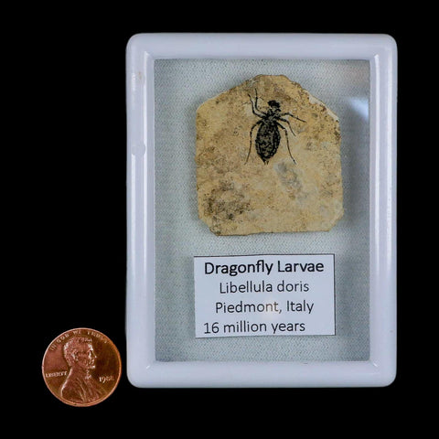 0.7" Dragonfly Larvae Fossil Libellula Doris Plate Upper Miocene Piedmont Italy Display - Fossil Age Minerals
