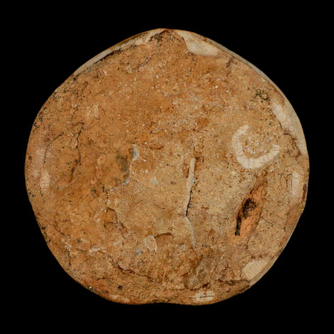 64MM Pygurus Marmonti Sea Urchin Fossil Sand Dollar Jurassic Age Madagascar - Fossil Age Minerals