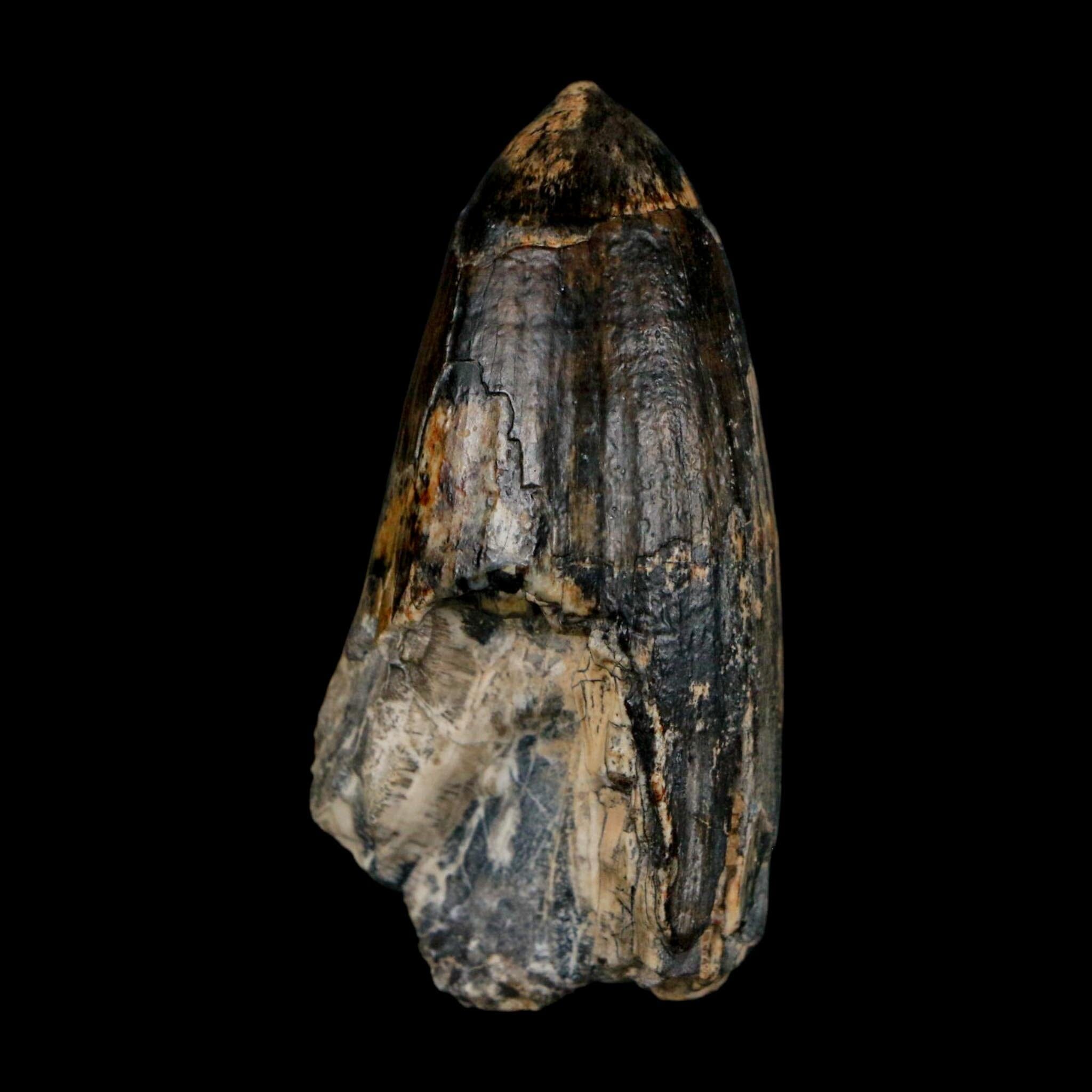 2.2" Sarcosuchus Imperator Crocodile Fossil Tooth Elrhaz FM Cretaceous Niger COA - Fossil Age Minerals