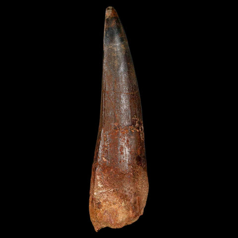XL 3.5" Spinosaurus Fossil Tooth 100 Million Years Old Cretaceous Dinosaur COA - Fossil Age Minerals