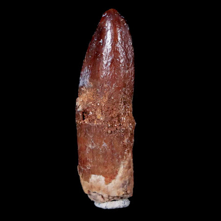 1.2" Rebbachisaurus Sauropod Fossil Tooth Early Cretaceous Dinosaur COA, Display