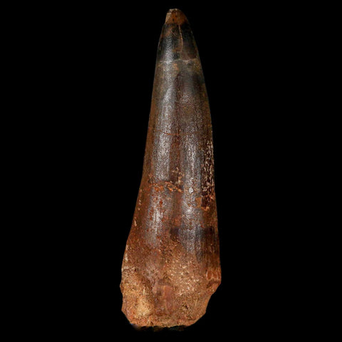 XL 3.5" Spinosaurus Fossil Tooth 100 Million Years Old Cretaceous Dinosaur COA - Fossil Age Minerals