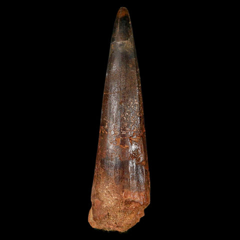 XL 3.5" Spinosaurus Fossil Tooth 100 Million Years Old Cretaceous Dinosaur COA - Fossil Age Minerals