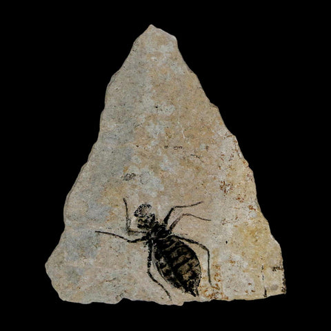 0.8" Dragonfly Larvae Fossil Libellula Doris Plate Upper Miocene Piedmont Italy Display - Fossil Age Minerals