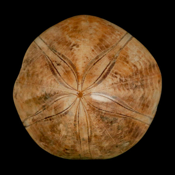 56MM Pygurus Marmonti Sea Urchin Fossil Sand Dollar Jurassic Age Madagascar