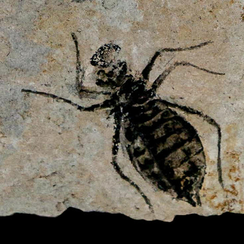 0.8" Dragonfly Larvae Fossil Libellula Doris Plate Upper Miocene Piedmont Italy Display - Fossil Age Minerals