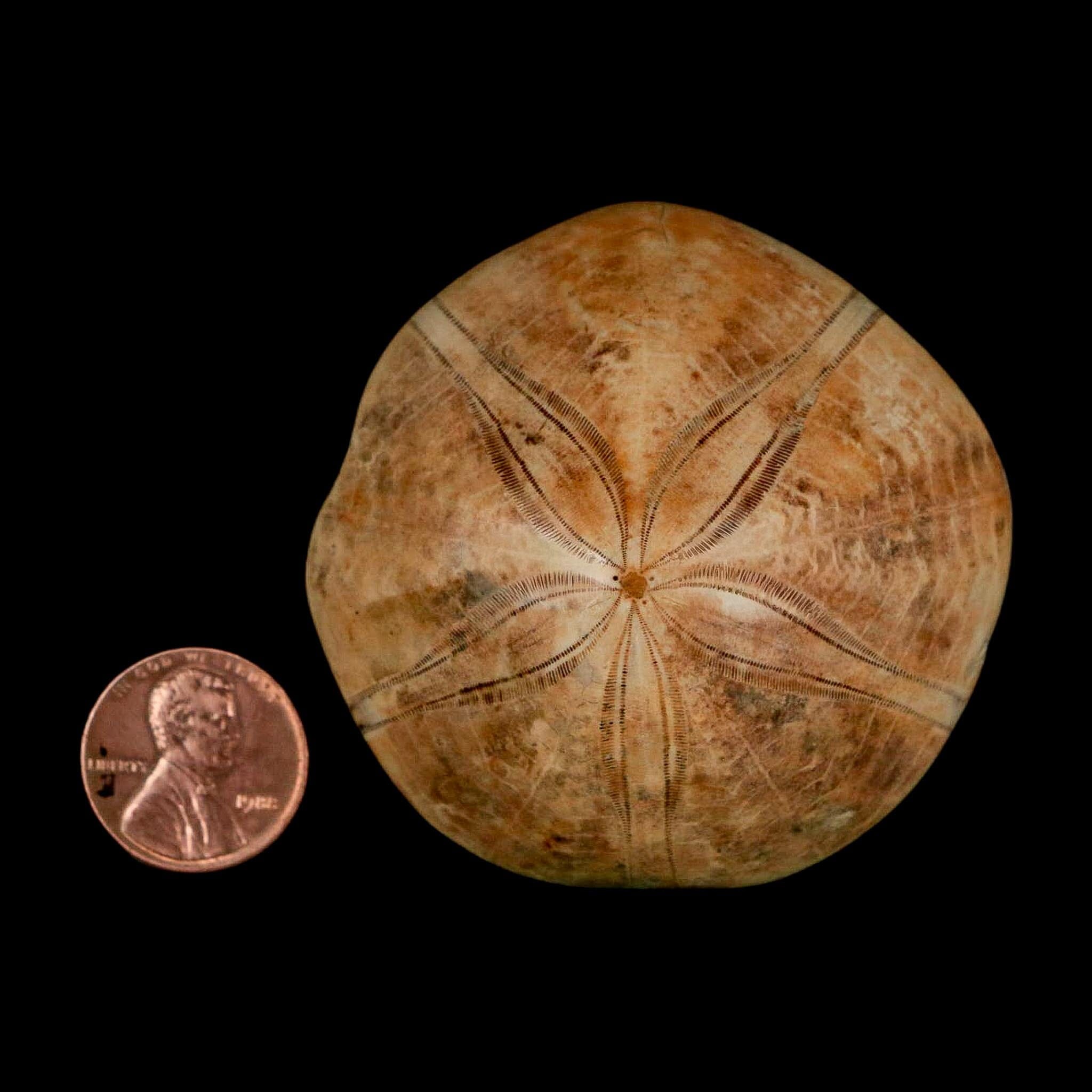 56MM Pygurus Marmonti Sea Urchin Fossil Sand Dollar Jurassic Age Madagascar - Fossil Age Minerals