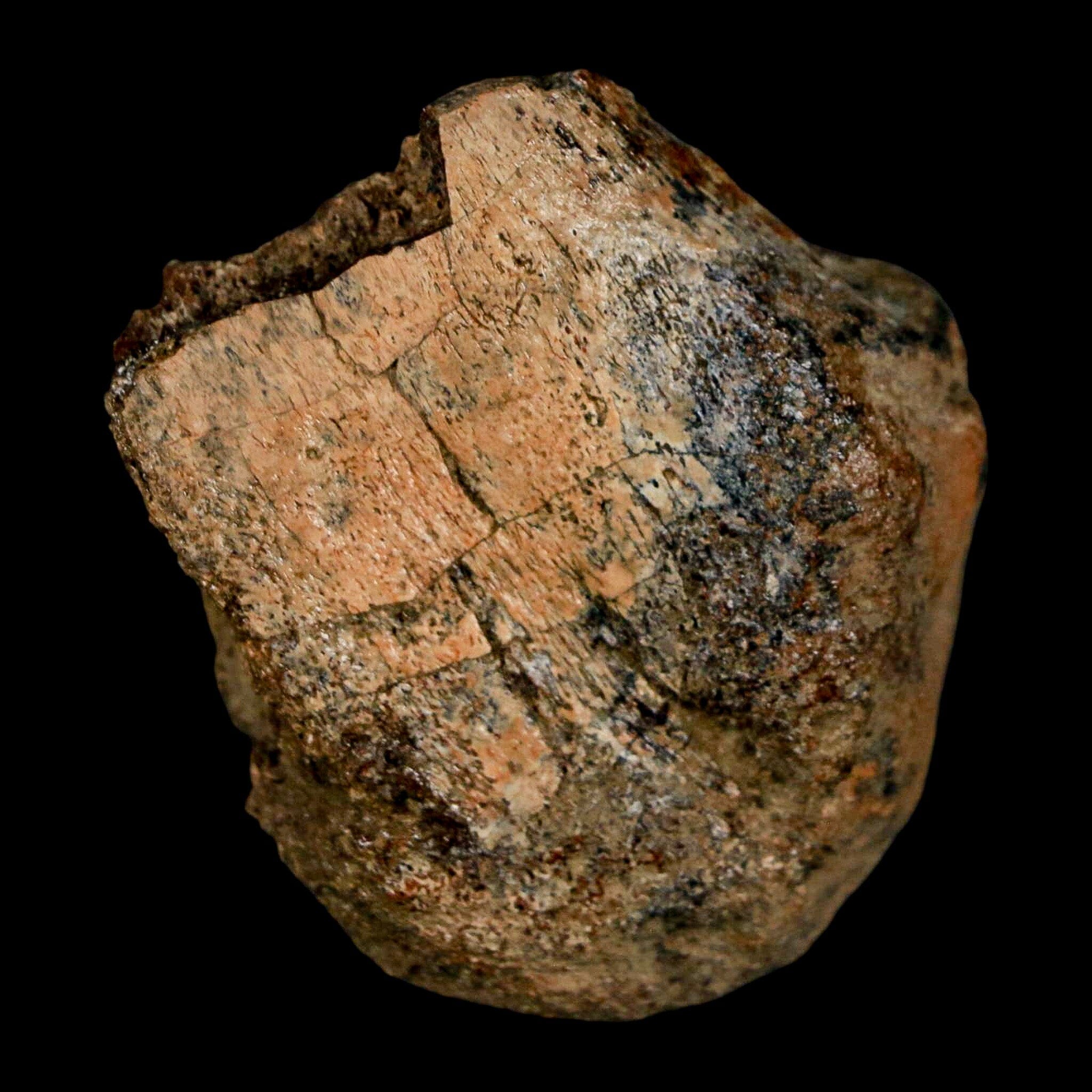 1.9" Edmontosaurus Fossil Limb Bone Lance Creek FM Cretaceous Dinosaur WY COA - Fossil Age Minerals