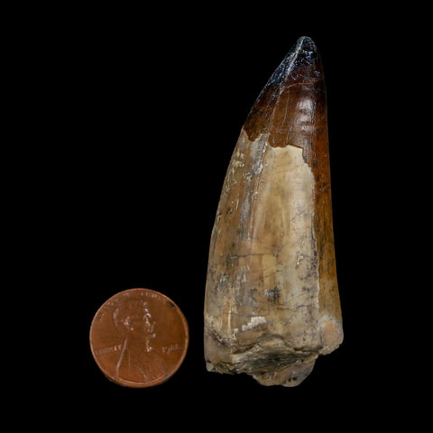 XL 2.6" Sarcosuchus Imperator Crocodile Fossil Tooth Elrhaz FM Cretaceous Niger COA