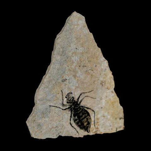 0.8" Dragonfly Larvae Fossil Libellula Doris Plate Upper Miocene Piedmont Italy Display - Fossil Age Minerals