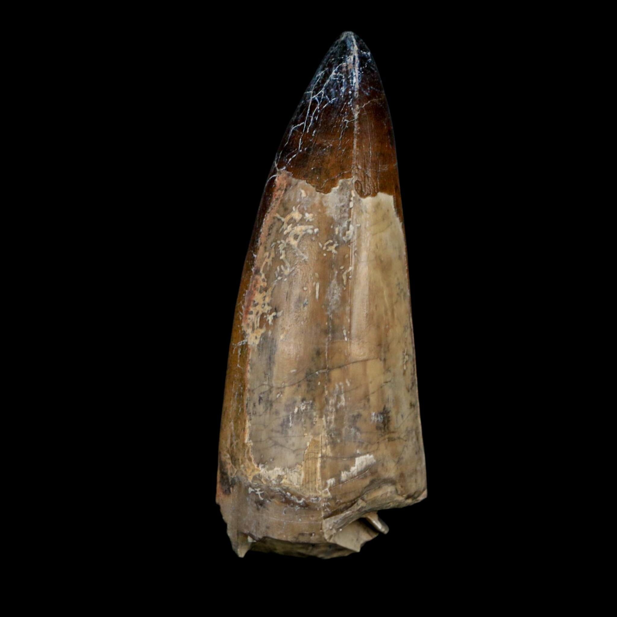 XL 2.6" Sarcosuchus Imperator Crocodile Fossil Tooth Elrhaz FM Cretaceous Niger COA - Fossil Age Minerals