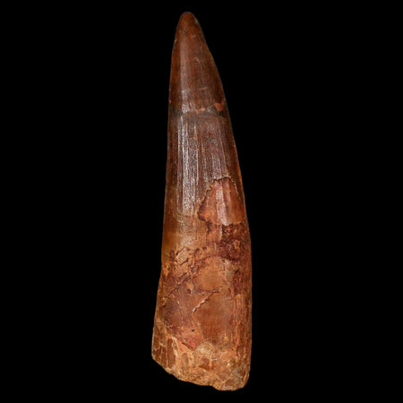 XL 3.4" Spinosaurus Fossil Tooth 100 Million Years Old Cretaceous Dinosaur COA