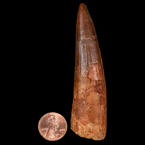 XL 3.4" Spinosaurus Fossil Tooth 100 Million Years Old Cretaceous Dinosaur COA - Fossil Age Minerals