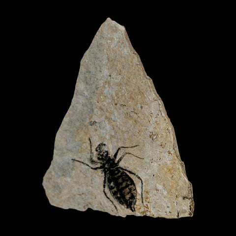 0.8" Dragonfly Larvae Fossil Libellula Doris Plate Upper Miocene Piedmont Italy Display - Fossil Age Minerals