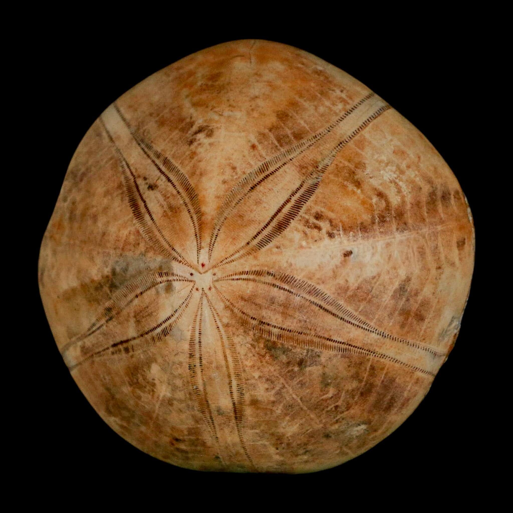 56MM Pygurus Marmonti Sea Urchin Fossil Sand Dollar Jurassic Age Madagascar - Fossil Age Minerals