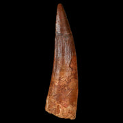 XL 3.4" Spinosaurus Fossil Tooth 100 Million Years Old Cretaceous Dinosaur COA