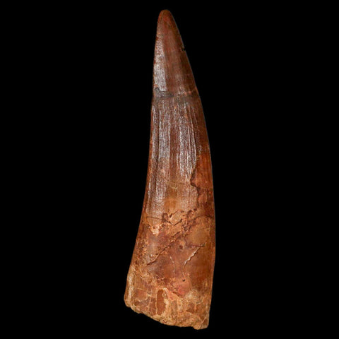 XL 3.4" Spinosaurus Fossil Tooth 100 Million Years Old Cretaceous Dinosaur COA - Fossil Age Minerals