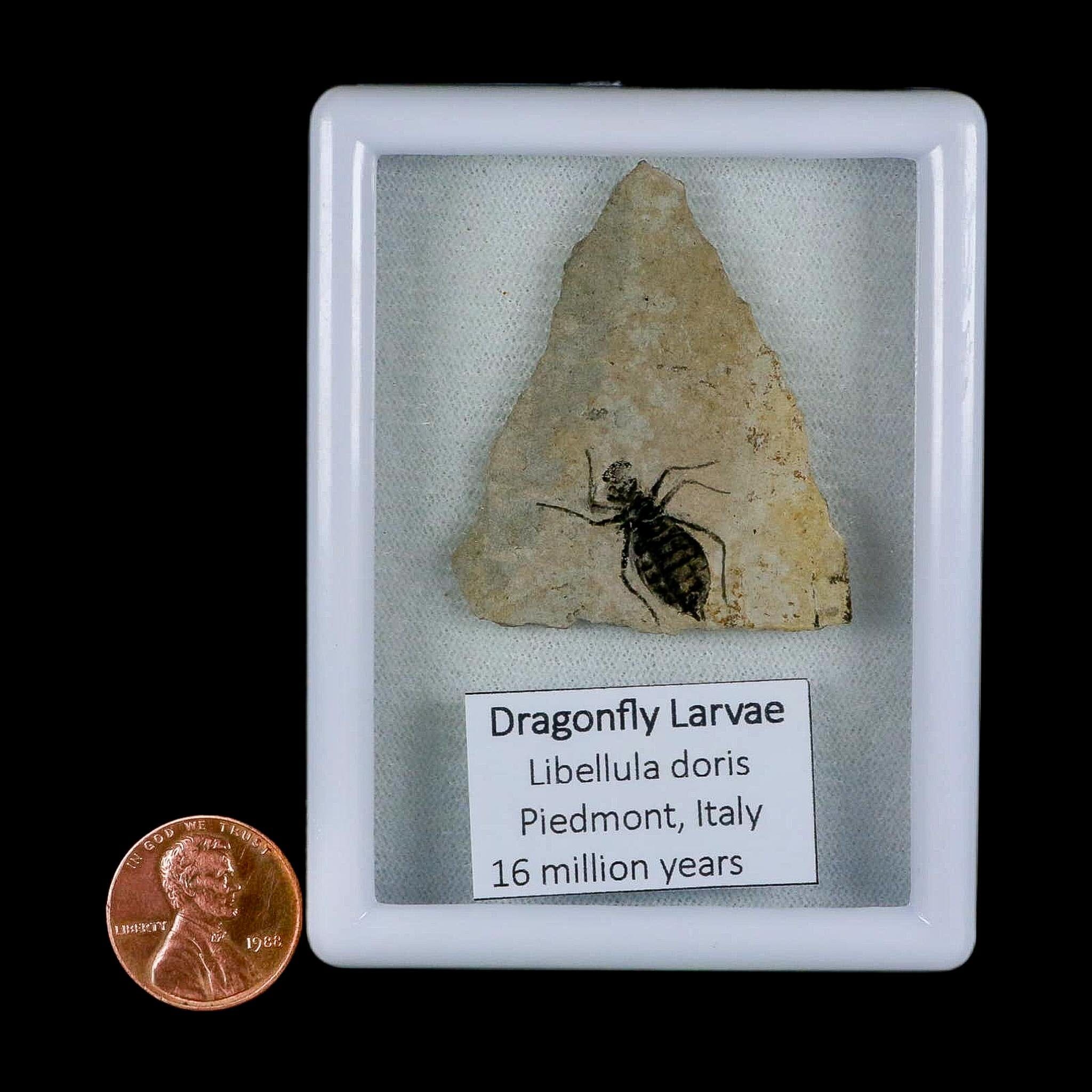 0.8" Dragonfly Larvae Fossil Libellula Doris Plate Upper Miocene Piedmont Italy Display - Fossil Age Minerals