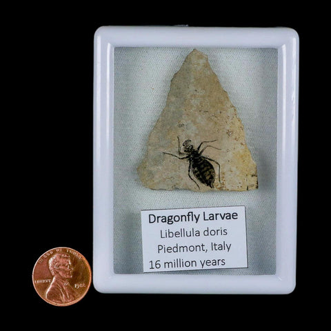 0.8" Dragonfly Larvae Fossil Libellula Doris Plate Upper Miocene Piedmont Italy Display - Fossil Age Minerals