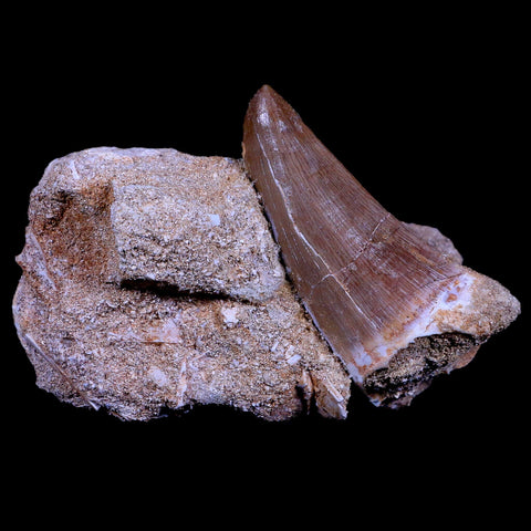 XL 2.1" Mosasaur Hoffmanni Fossil Tooth In Matrix Cretaceous Dinosaur Era COA - Fossil Age Minerals