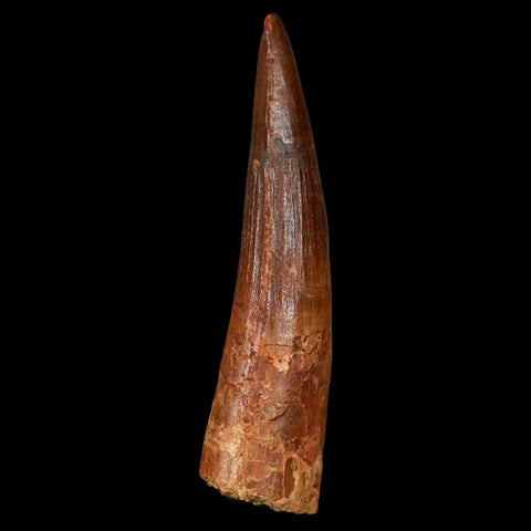 XL 3.4" Spinosaurus Fossil Tooth 100 Million Years Old Cretaceous Dinosaur COA - Fossil Age Minerals