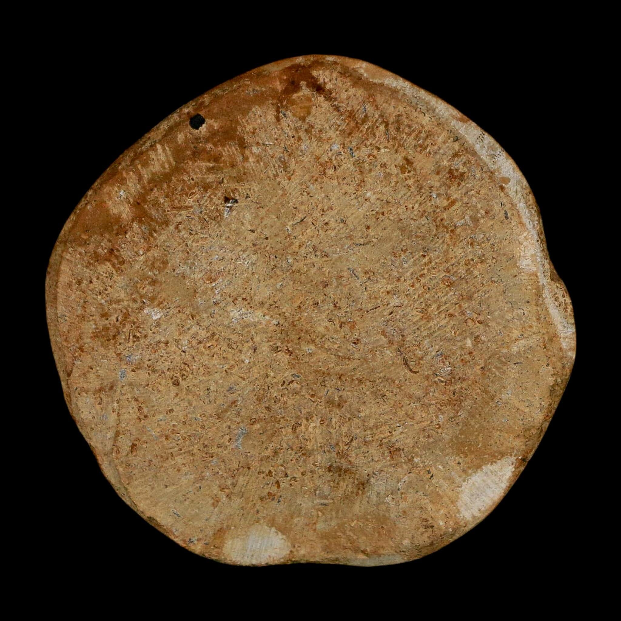 56MM Pygurus Marmonti Sea Urchin Fossil Sand Dollar Jurassic Age Madagascar - Fossil Age Minerals